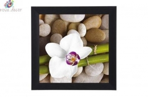 Framed Print - Orchid queen