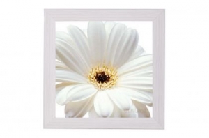 Framed Print - White daisy